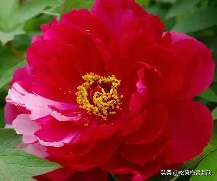 花儿朵朵开，香艳惹人爱，闻香觅花来，弄花香满衣