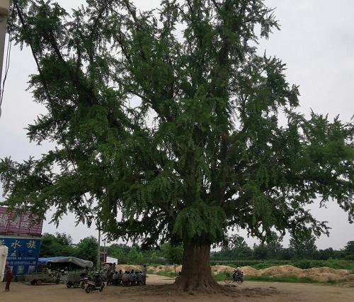 李义文：研制“植物疫苗”能把“死树”救活