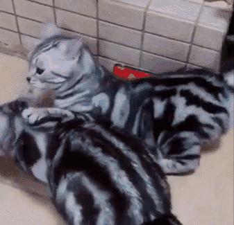 养猫首选这几种猫便宜好养,养猫推荐什么猫不会掉毛