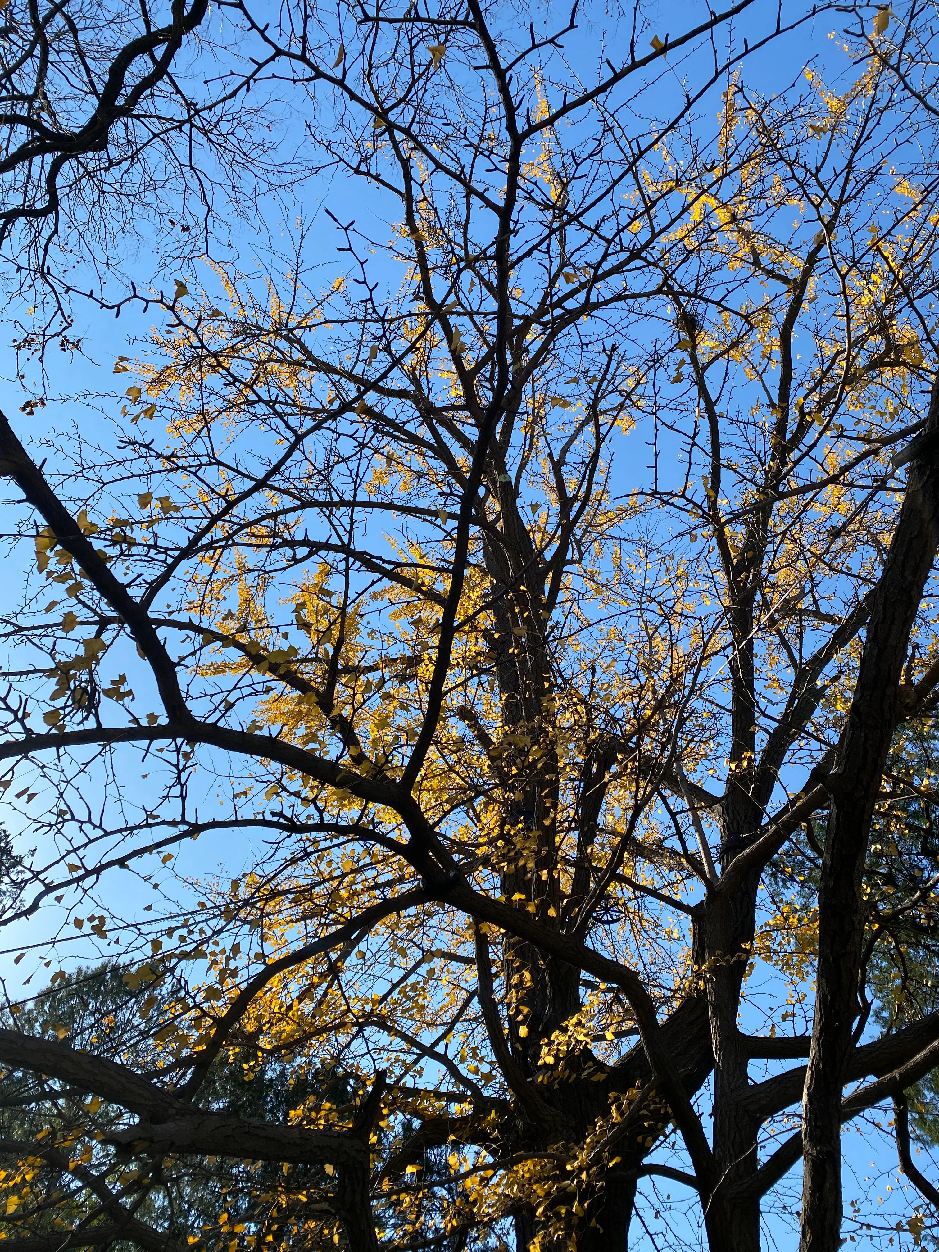 香山风景区打卡攻略,北京香山公园打卡