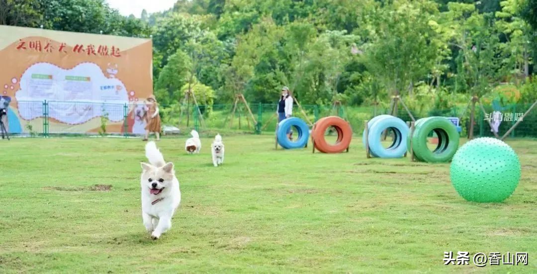 珠海唐家遛狗好去处,周末遛狗好去处乌鲁木齐
