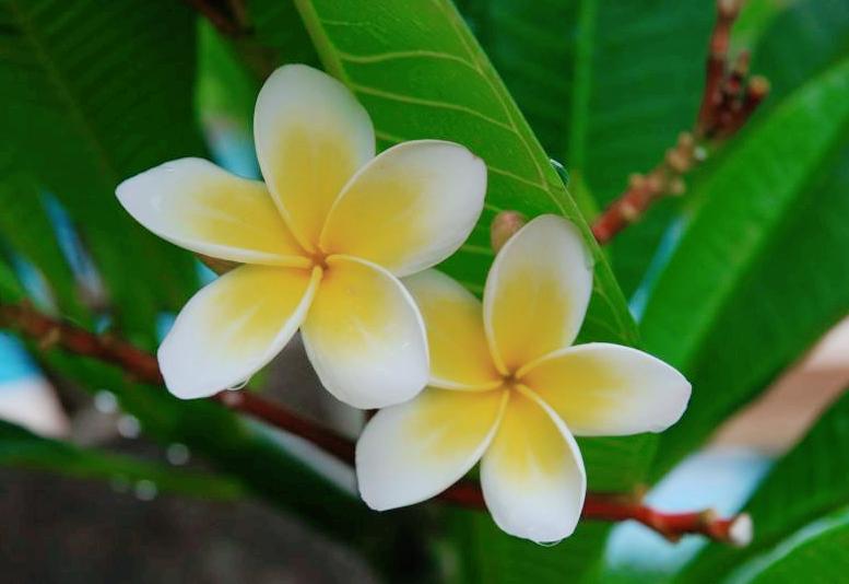 五片花瓣的小花，虽平淡无奇，但却惊艳了双眸！