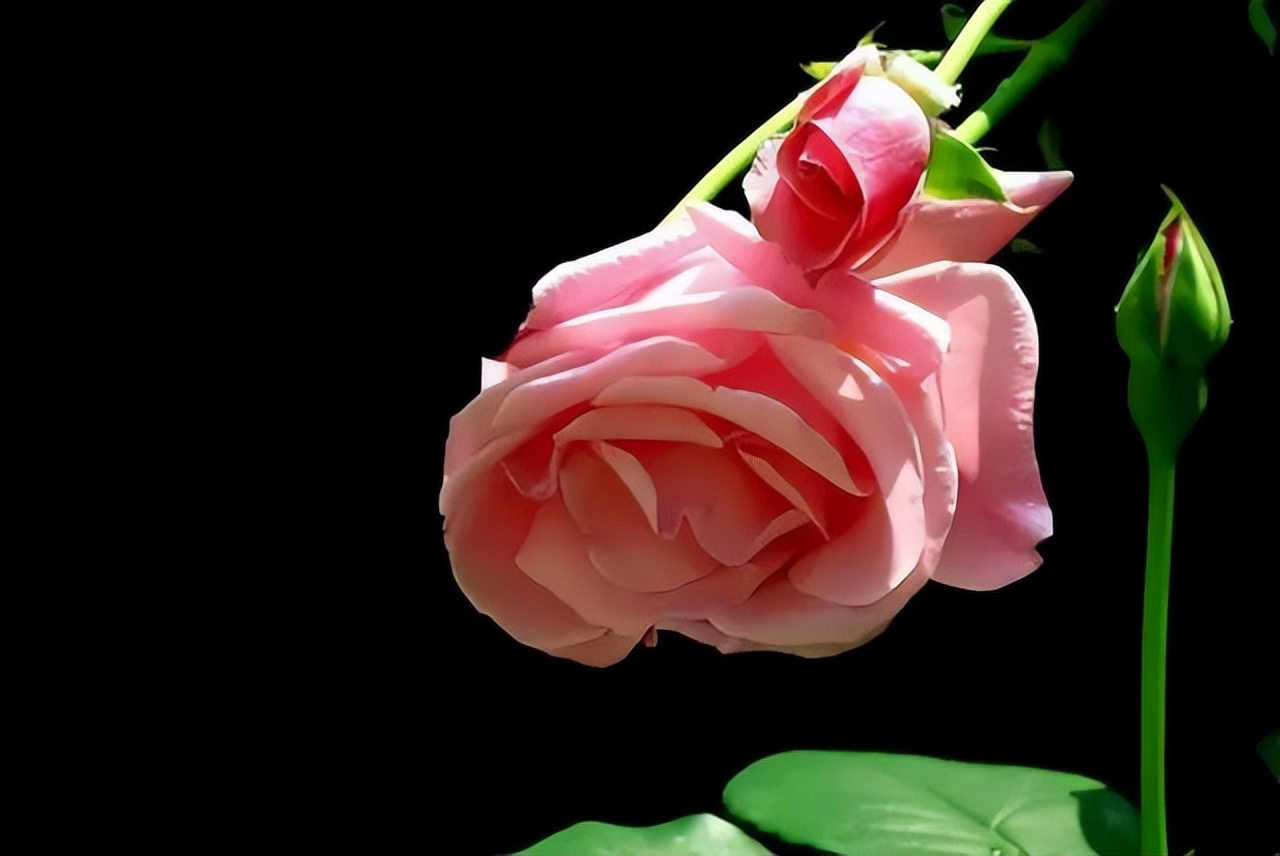 中国十大名花排行榜及图片,中国十大名花明细