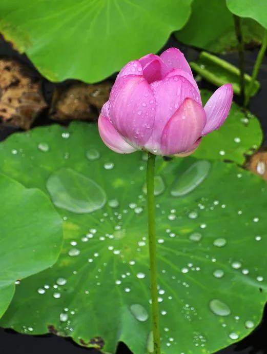 莲出淤泥而不染濯清涟而不妖,荷花出泥而不染芙蓉出水更娇艳