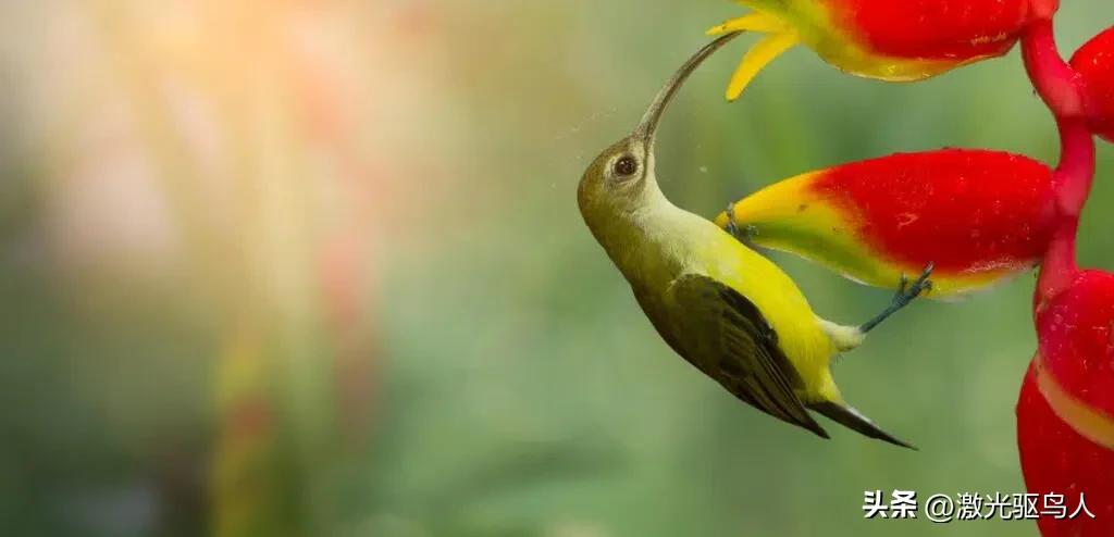 鸟类对人类还有哪些好处呢,人类没有了动物会怎样