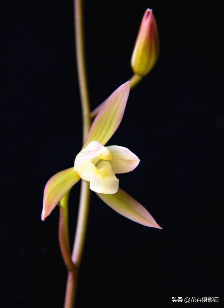 适合家里养的兰花名贵品种,适合家庭养的名贵兰花