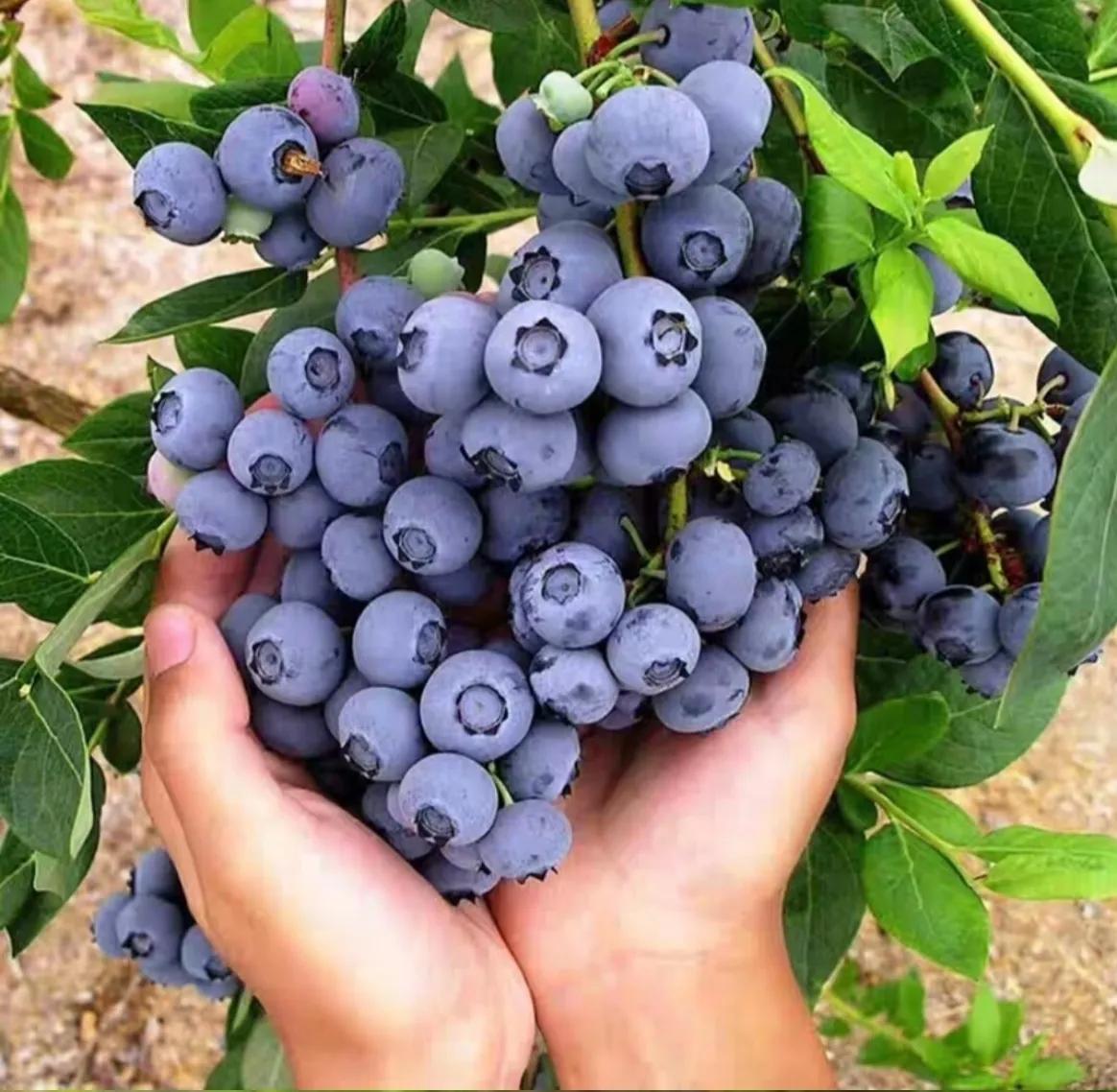 哪些蔬菜和水果是补钙的,孕期补钙吃什么食物水果