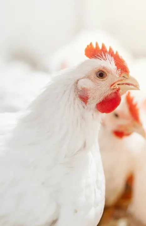 每吨饲料节省60元！浅谈颗粒质量影响因素及饲料生产优化方案