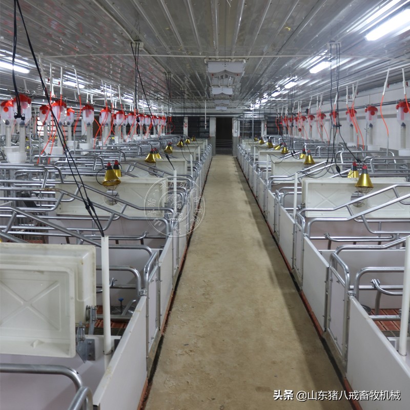 母猪进产房前的消毒流程有哪些？