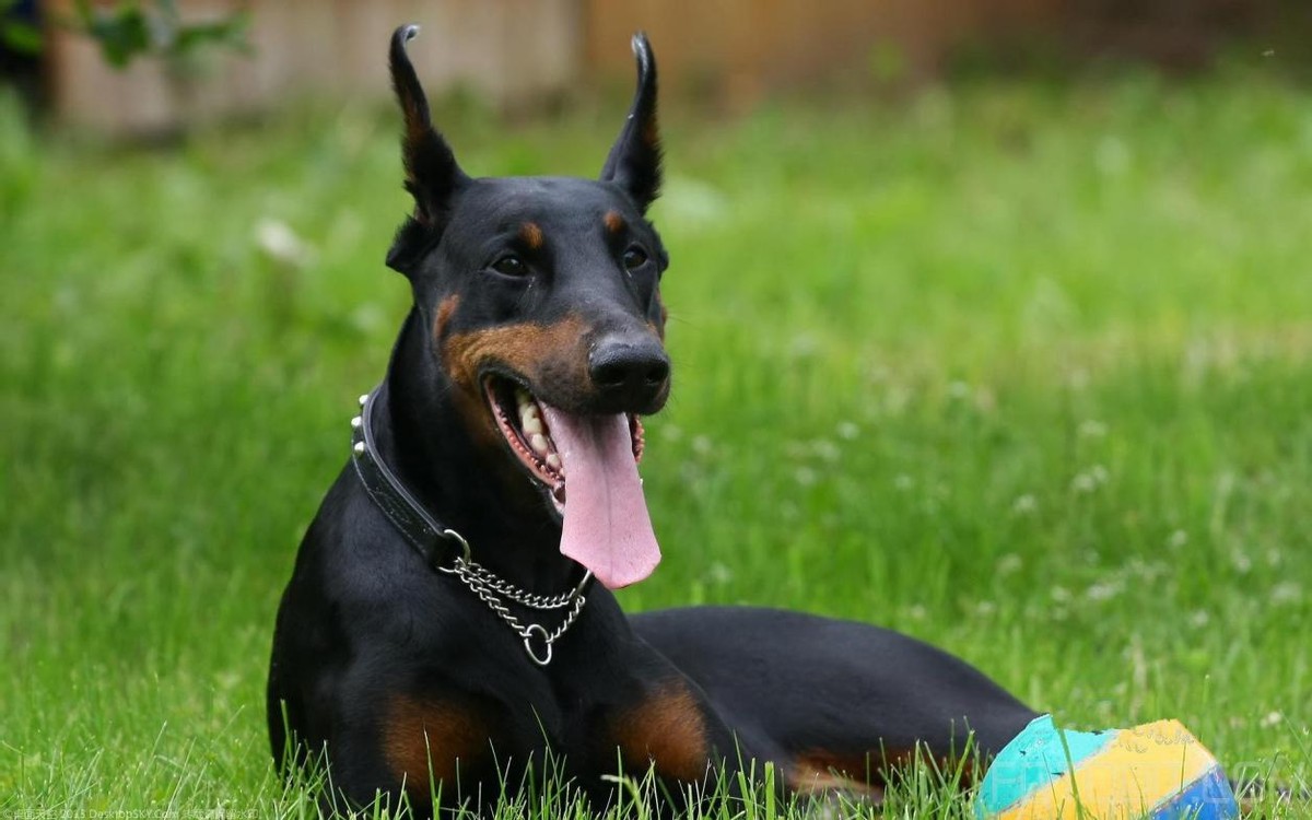 烈性犬不牵绳,未牵绳犬撕咬受伤狗主人