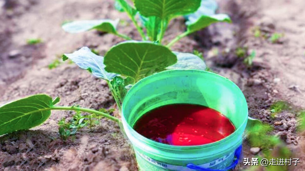 种的白萝卜出苗后有小虫眼怎么办,萝卜有虫子怎么防治