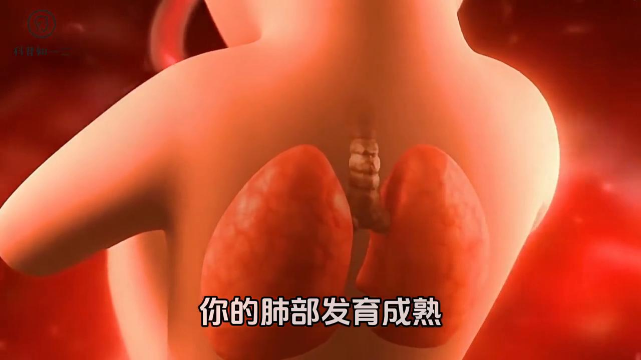 二年级上册小蝌蚪的蜕变过程,小蝌蚪成长为青蛙