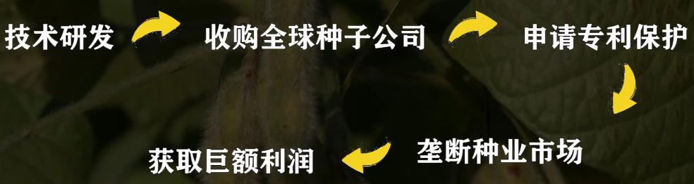 种子危机孟山都,种子巨头孟山都