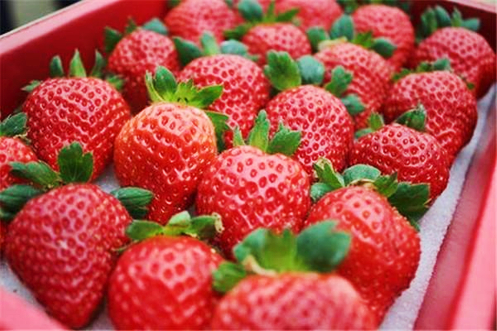 怎样清洗草莓才能无菌无细菌,草莓的正确清洗方法是什么