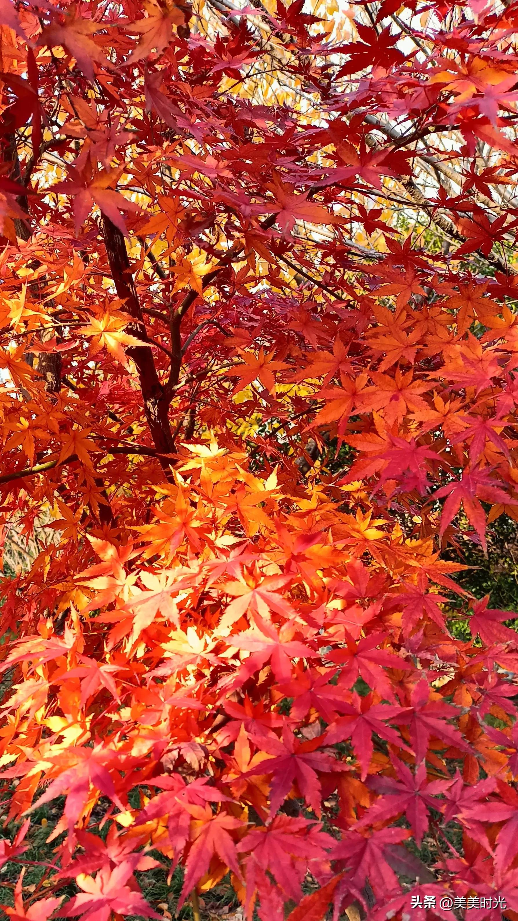 红枫在什么季节最好看,红枫红了的季节