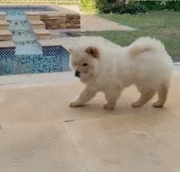 松狮犬为什么不适合家养呢,松狮犬为啥不建议养