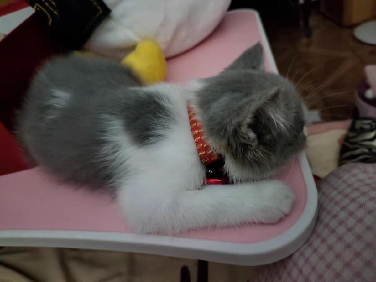 一个月幼猫吃什么食物比较好,一个月的幼猫吃什么猫粮好