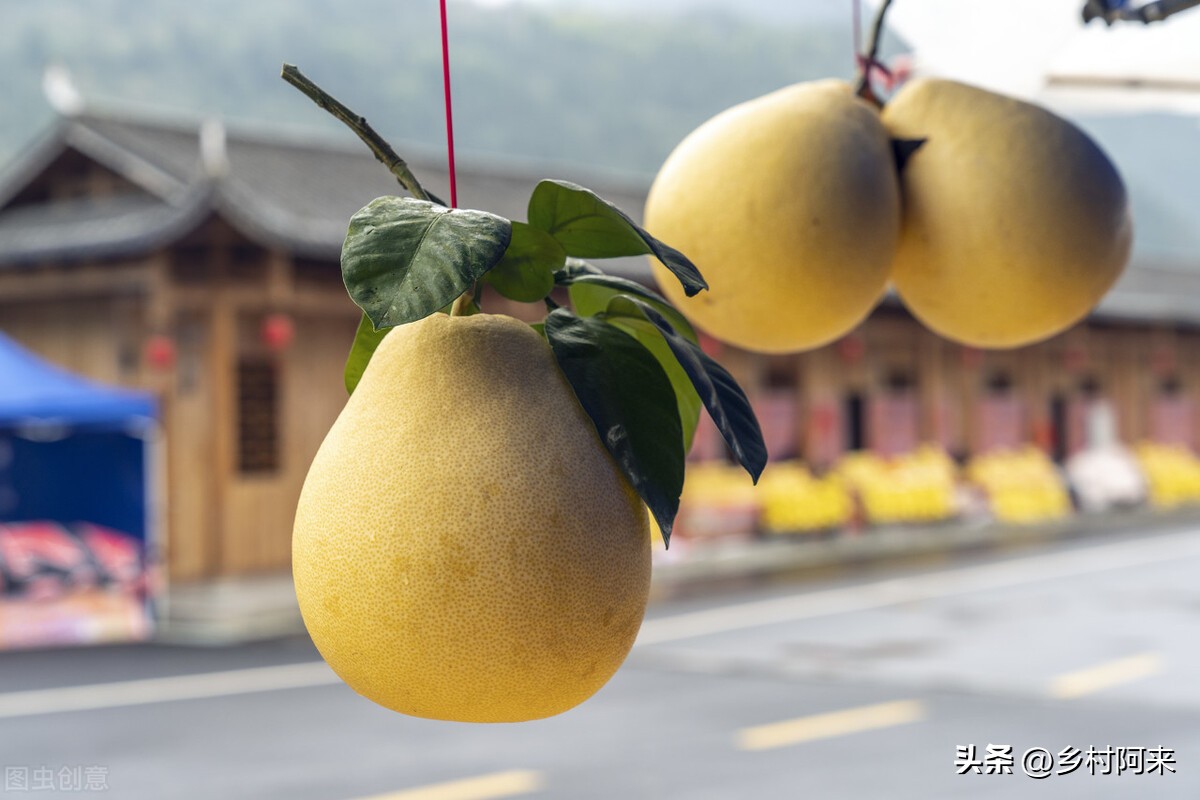 什么品种的柚子皮薄又大又甜,适合院子里种的柚子优良品种