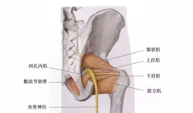 坐骨神经痛的恢复训练正确方法,坐骨神经痛可试试这7个小动作