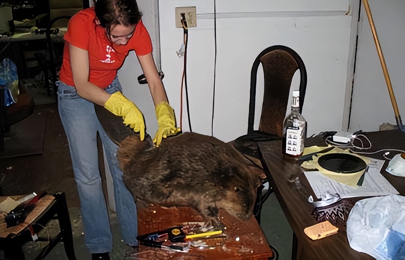 国内惊现巨型老鼠,上海巨型老鼠