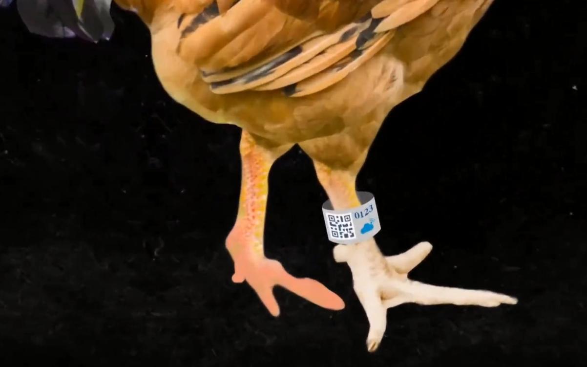 给鸡戴计步器跑满100万步,给鸡戴的计步器多少钱一个