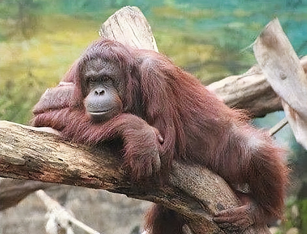 红毛猩猩被囚禁六年现状,红毛猩猩被囚禁六年