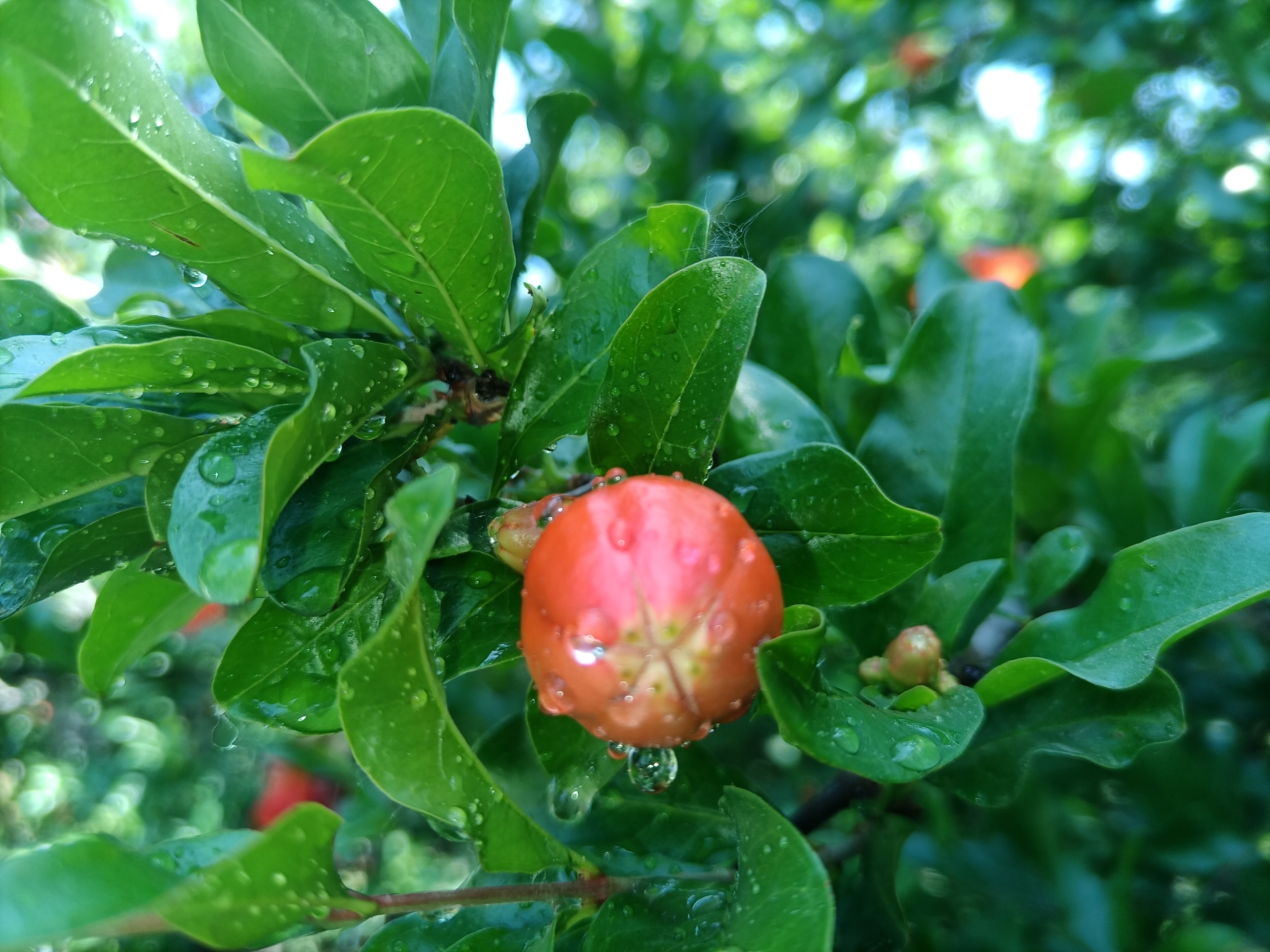 五月石榴花开的唯美诗句,关于石榴花的美文和诗句