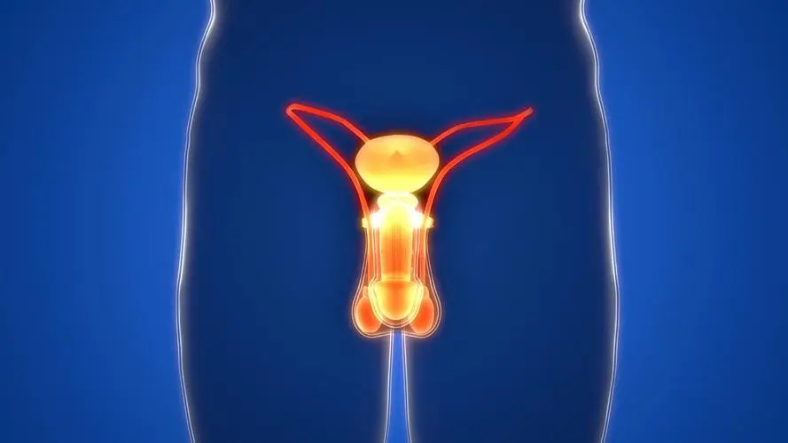 阴毛有什么用，要不要刮掉？阴毛的变化可能暗示什么疾病？望了解