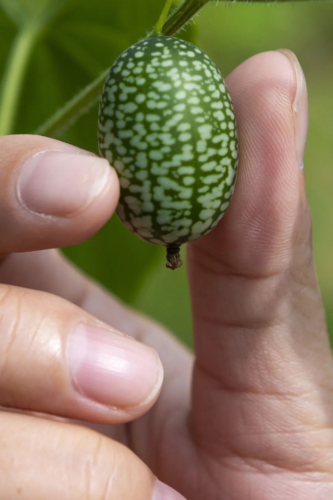 我国四大地理区域水果,中国什么地方热带水果多
