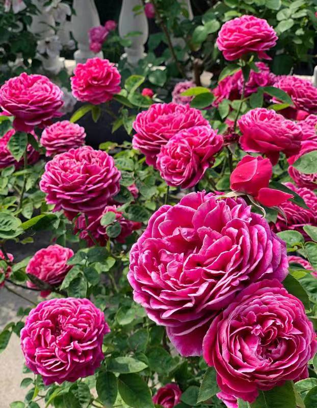 玫瑰花艳丽品种,带香味的橘黄色玫瑰花品种