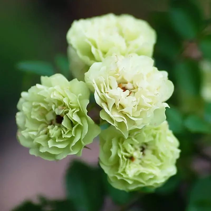 最好看的浓香的绿月季花,绿冰阳台月季