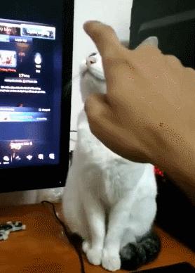 猫做核酸了么,猫核酸检测有必要做吗