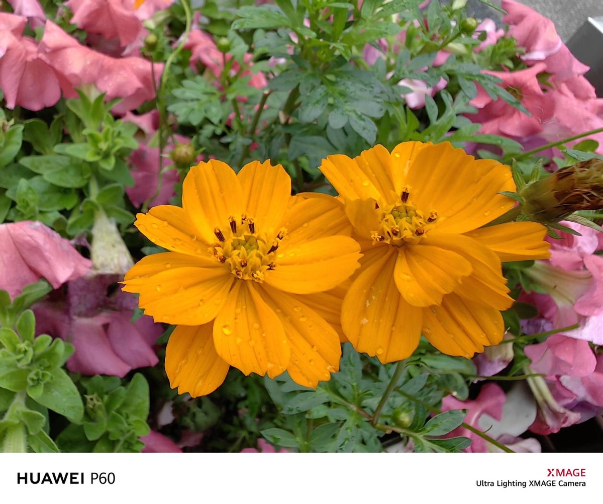 没有徕卡的华为p60系列评测,最新发布华为p60系列值得入手吗