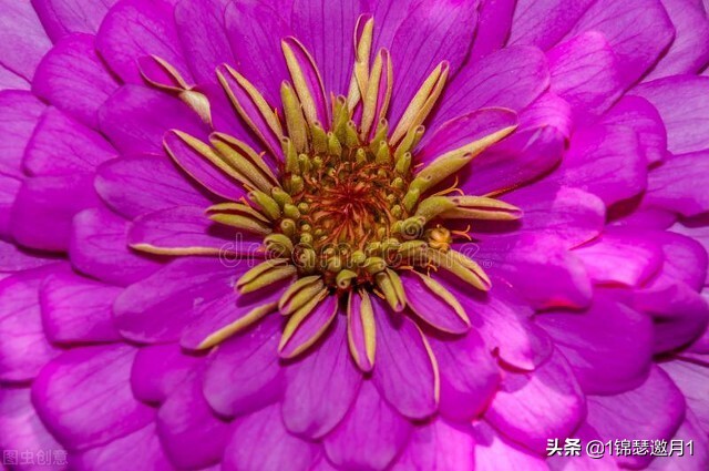 分享美图图片,紫罗兰花写实风图片