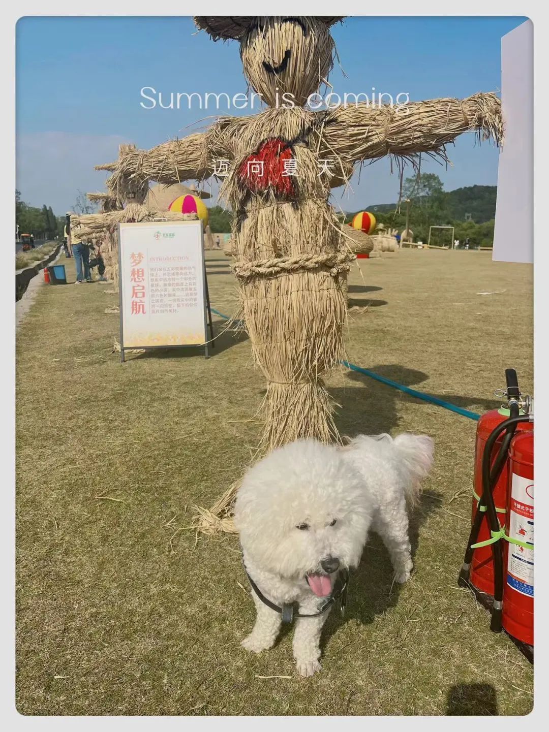 毛毛宠城堡新宠：吉米｜一只小狗的幸运之神，是妈妈呀