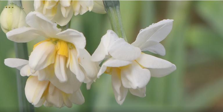 地标馆|水沉为骨玉为肌不“装蒜”的水仙花是真正的水中仙