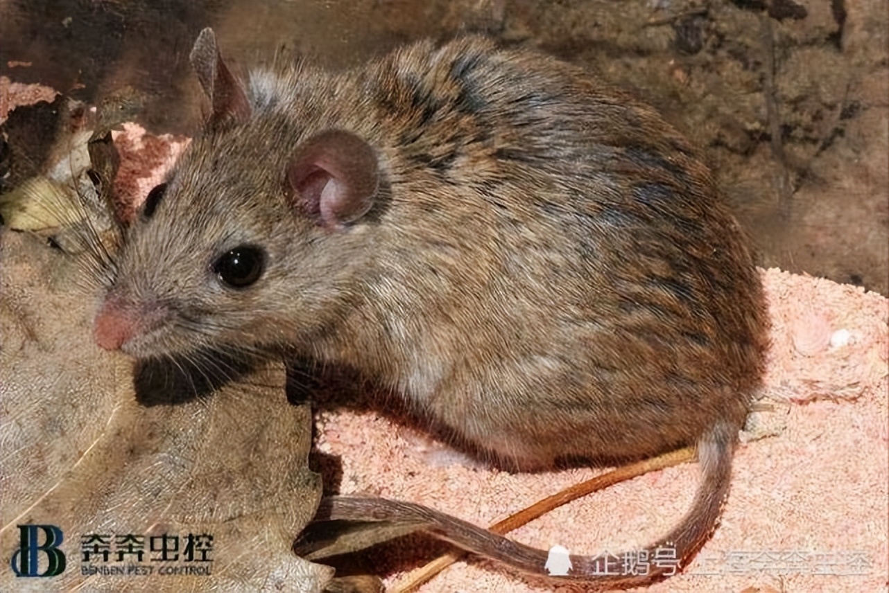 灭鼠公司用什么方法,安全有效的灭鼠方法