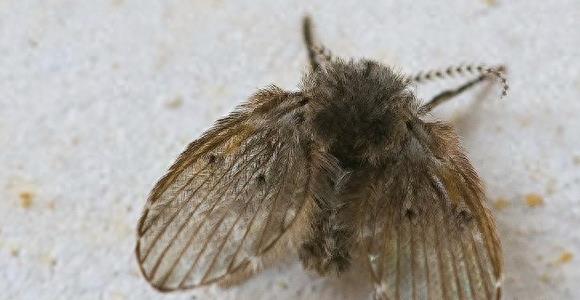 卫生间的“暗夜幽灵”蛾蠓：看似无害实则危害巨大！