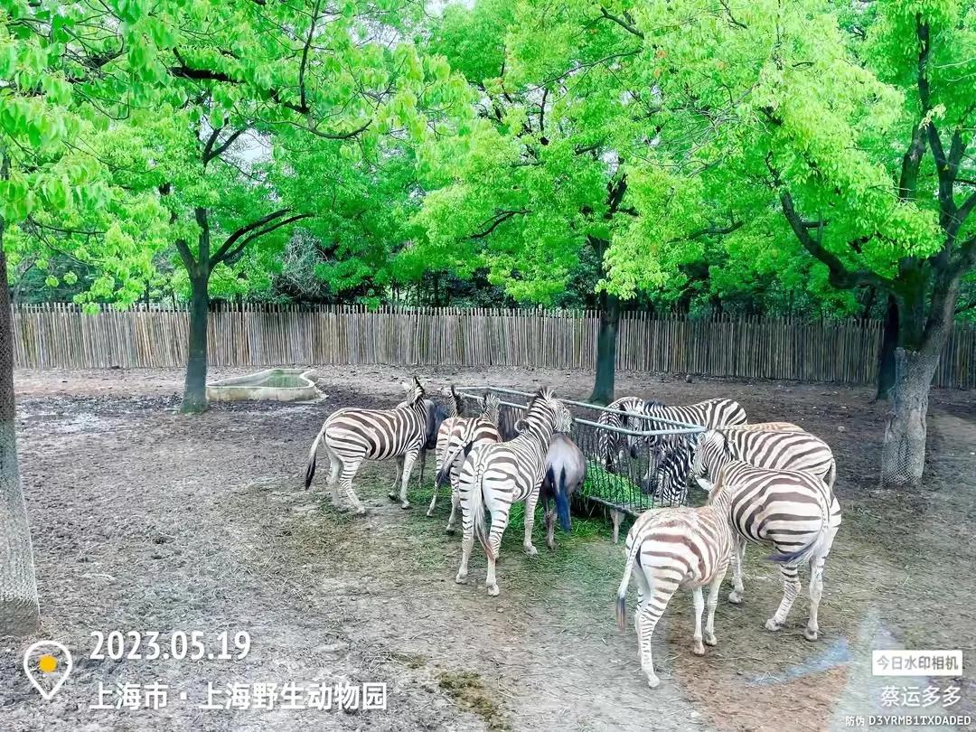 中国最大的野生动物园是哪个城市,中国最大野生动物园