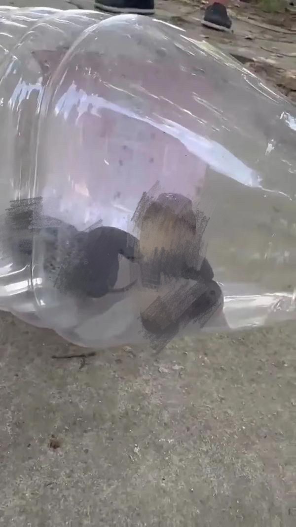 私自养野生蛇,农户私放1000条眼镜蛇