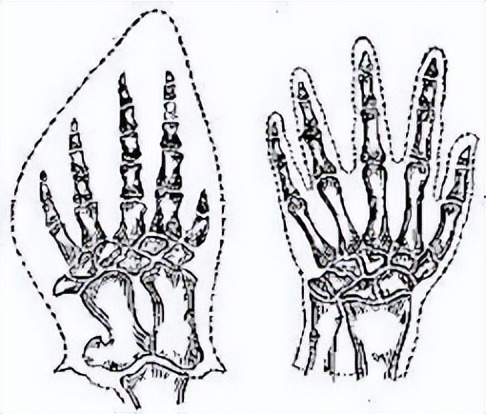 最神秘的鲸鱼铲齿中喙鲸,最神秘的喙鲸