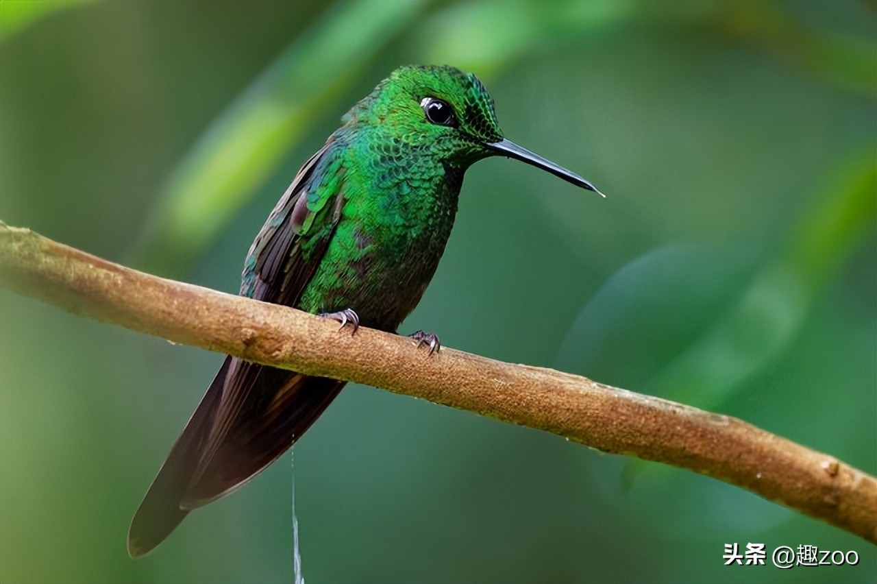 世界最珍稀七种鸟类,羽毛绿色的是什么鸟
