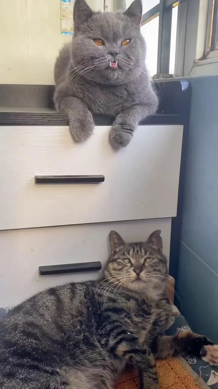 捡回来的流浪猫目光呆滞躲在角落,捡到一只爬满虫的流浪猫