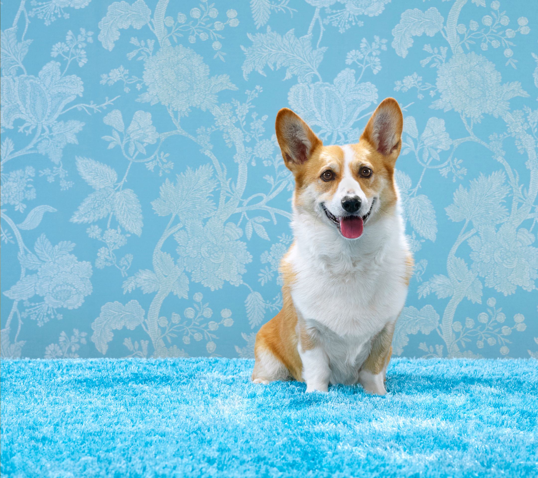 柯基犬幼犬最近很瘦怎么办,柯基狗狗特别瘦怎么办