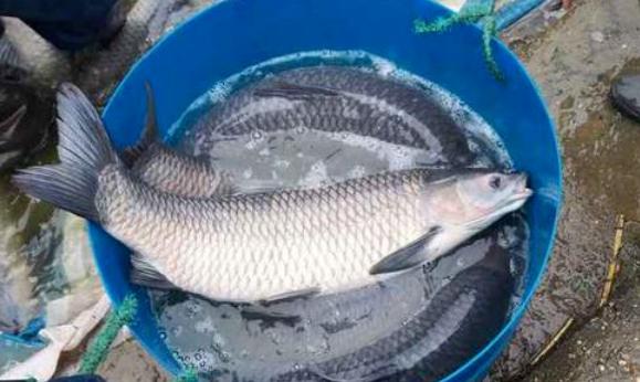 青鱼最大能长多少斤,青鱼最大能长到多长呢图片