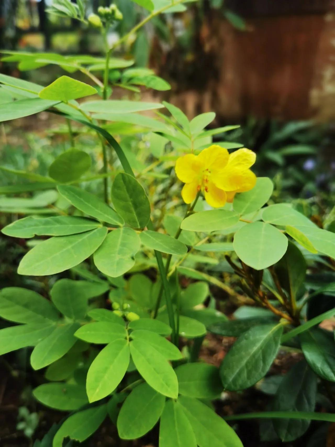 蛇最怕的植物和草,蛇最怕的几种动物分别是谁