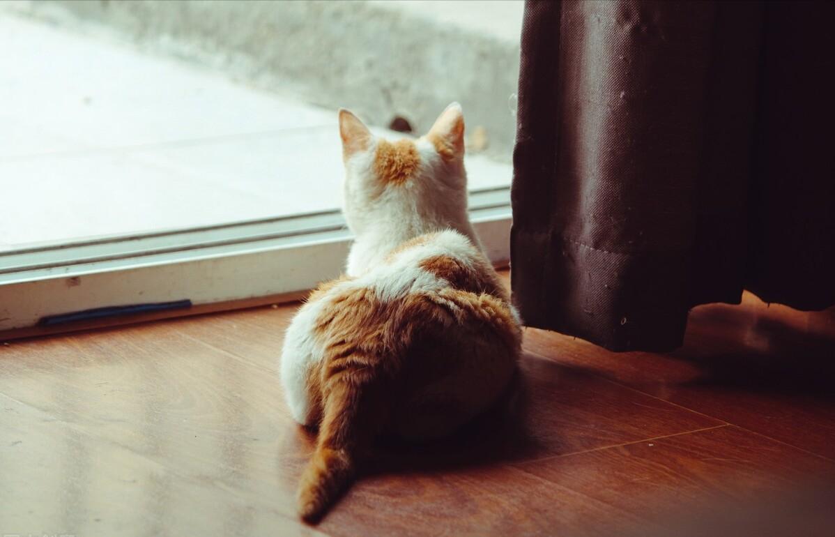 猫猫如何快速的教它不要咬手,猫猫怎么防止应激