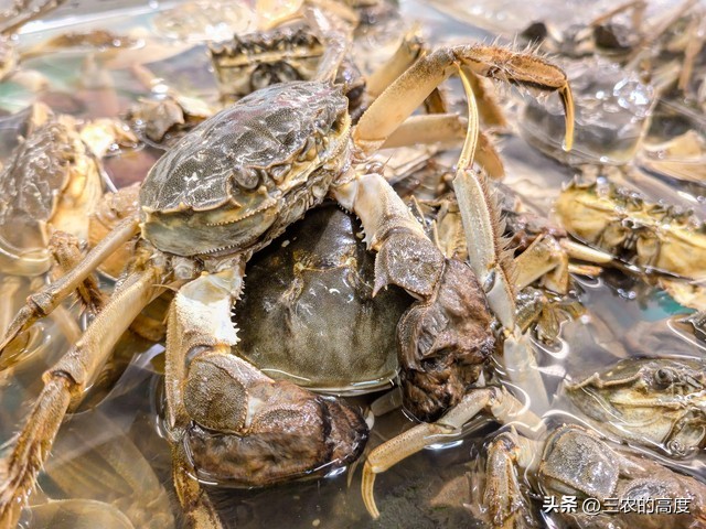河鲜四大名鱼,最顶级的河鲜鱼