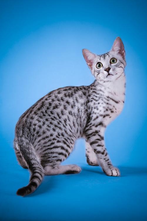 纯种猫咪有哪些颜色,纯种宠物猫有哪些品种