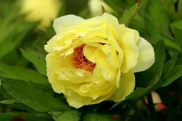 中国的国花是牡丹花吗,牡丹花世界名花